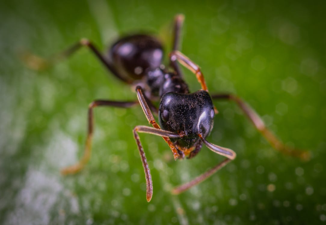 close up shot of an ant 