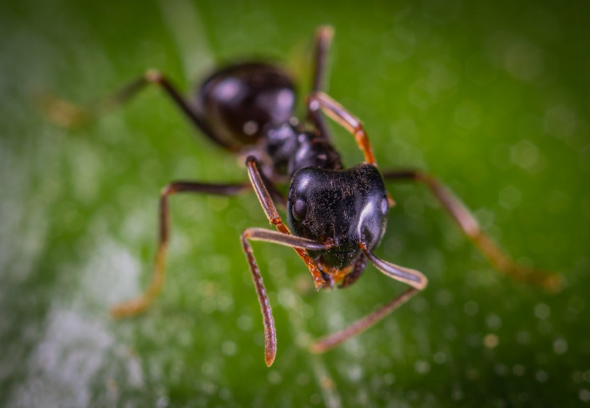 Close-up of a black ant on a green leaf, representing ant control services
