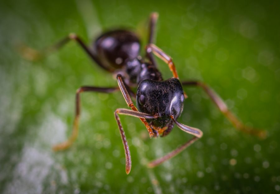 Macro photograph of a black ant, treated through Wheeling Pest Control's ant extermination service