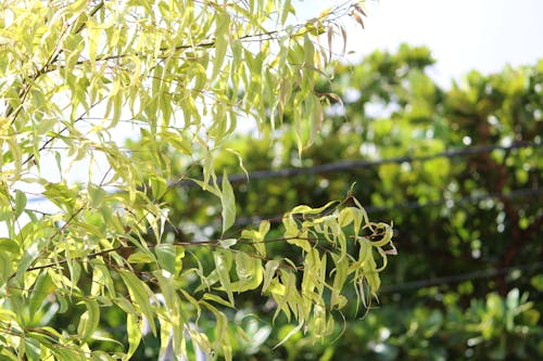 植物攝影, 環境, 綠化 的 免費圖庫相片