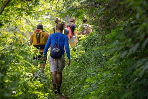 People Walking on Forest