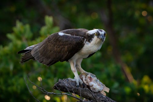 Free Photograph of an Osprey on a Piece of Wood Stock Photo