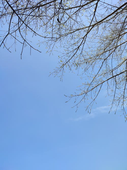 A Tree Under Blue sky