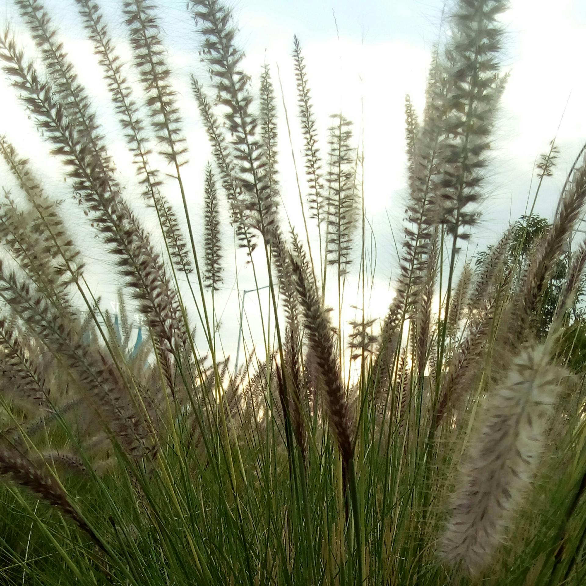 Leather Texture Placeholder