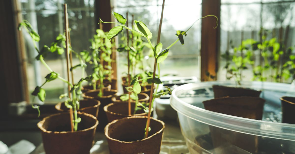 Comment Réussir la Culture des Légumes en Intérieur