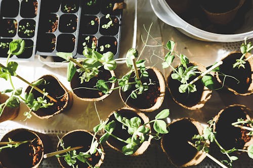 Variedad De Plantas Verdes