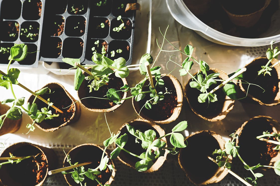 Free Variety Of Green Plants Stock Photo