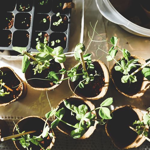 Herb Garden Starter Kit