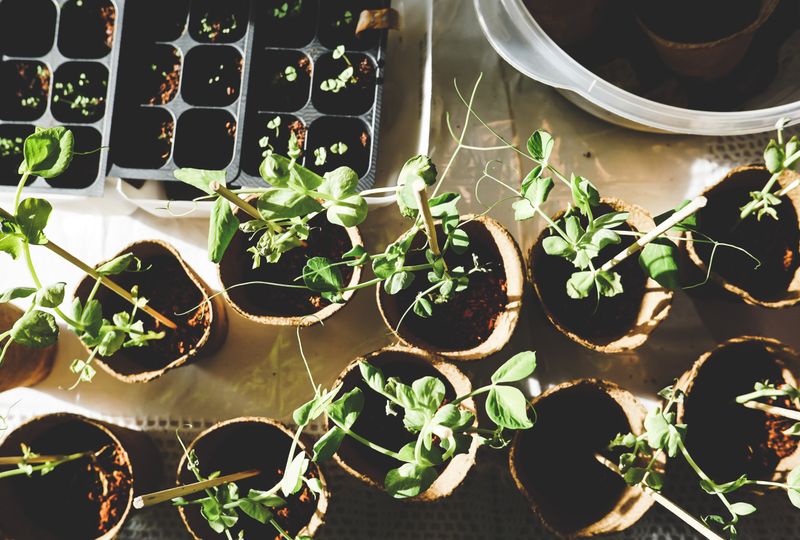 Florida gardener tending to plants
