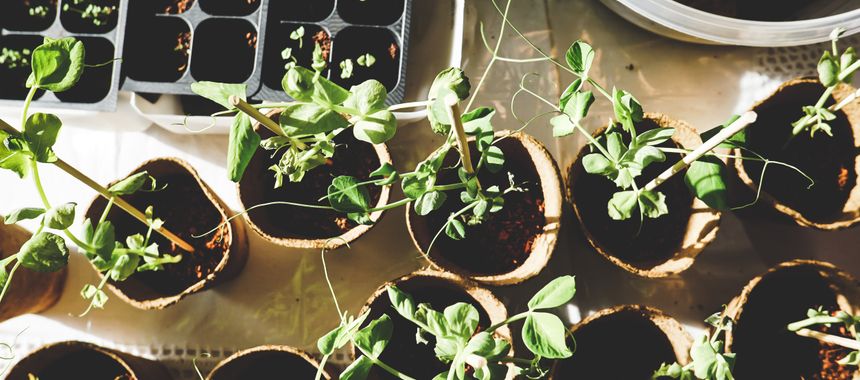 Healthy garden plants after organic pest treatment