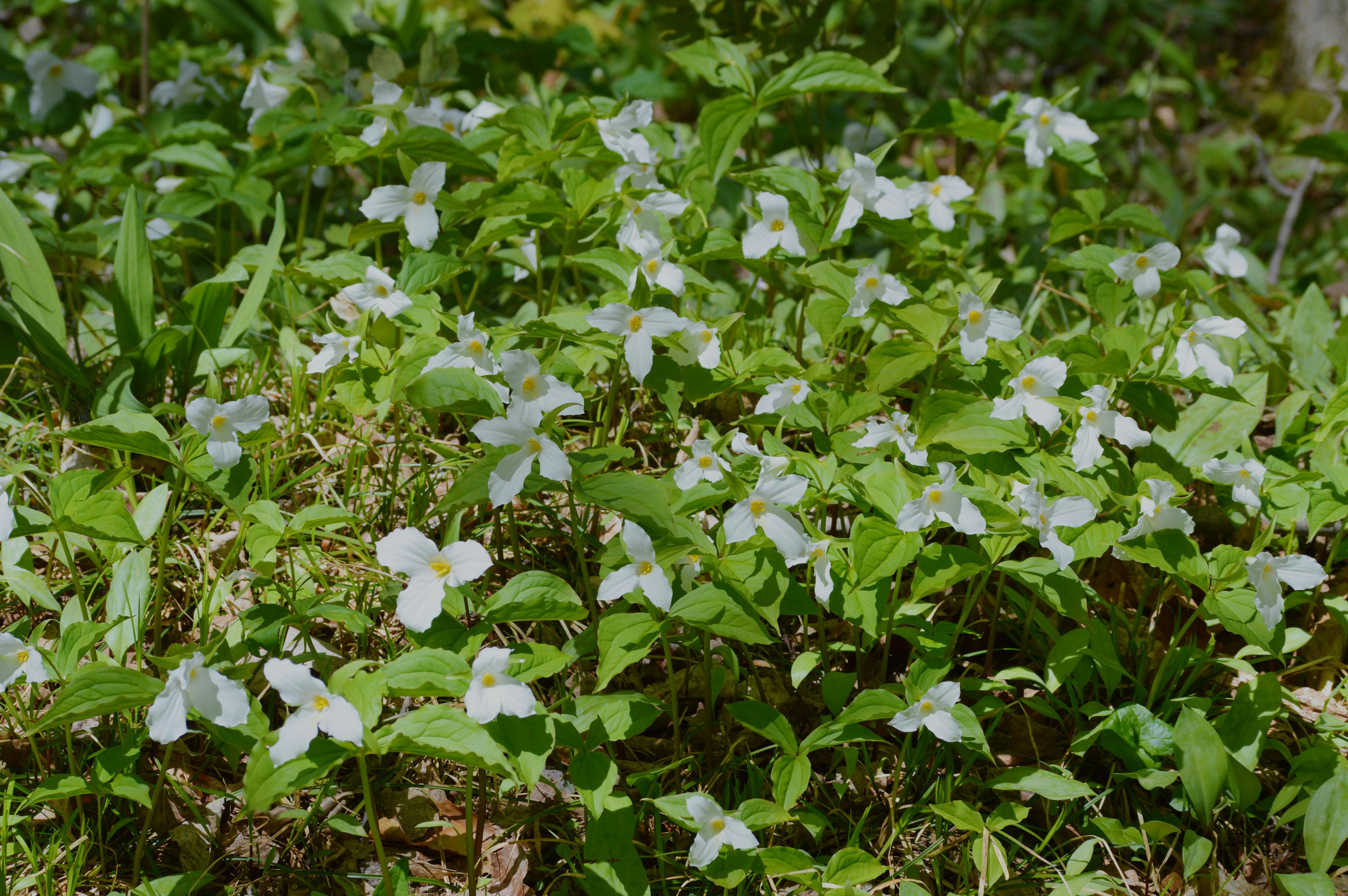 free stock photo of breathtaking canada national flower