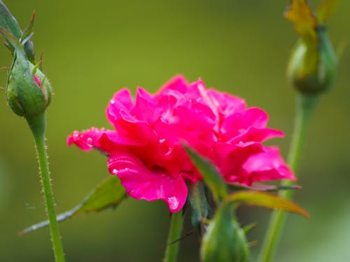 岛屿植物群, 粉红色的玫瑰, 花園 的 免费素材图片