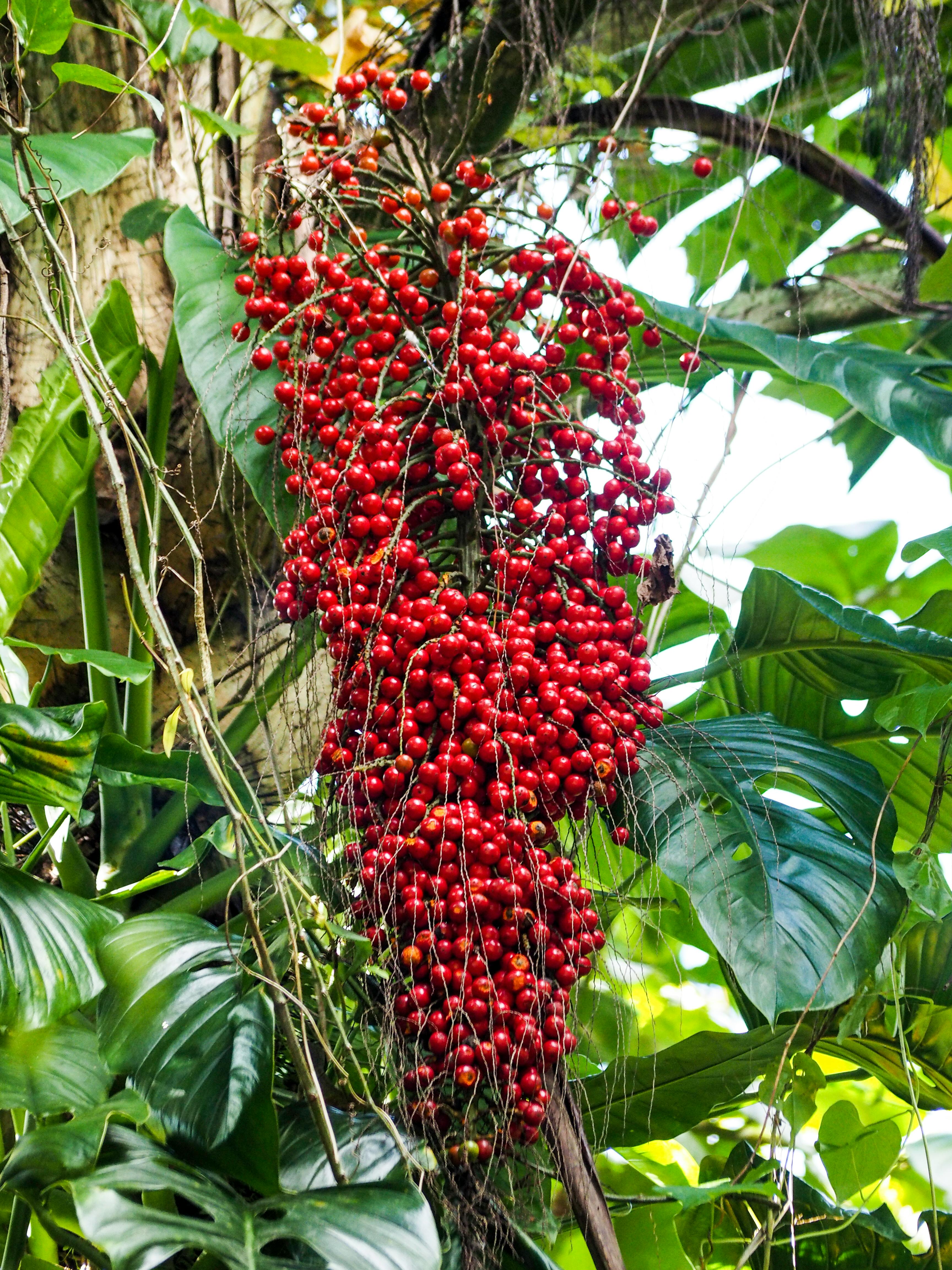 Free stock photo of rain forest, red fruits, tropical flora