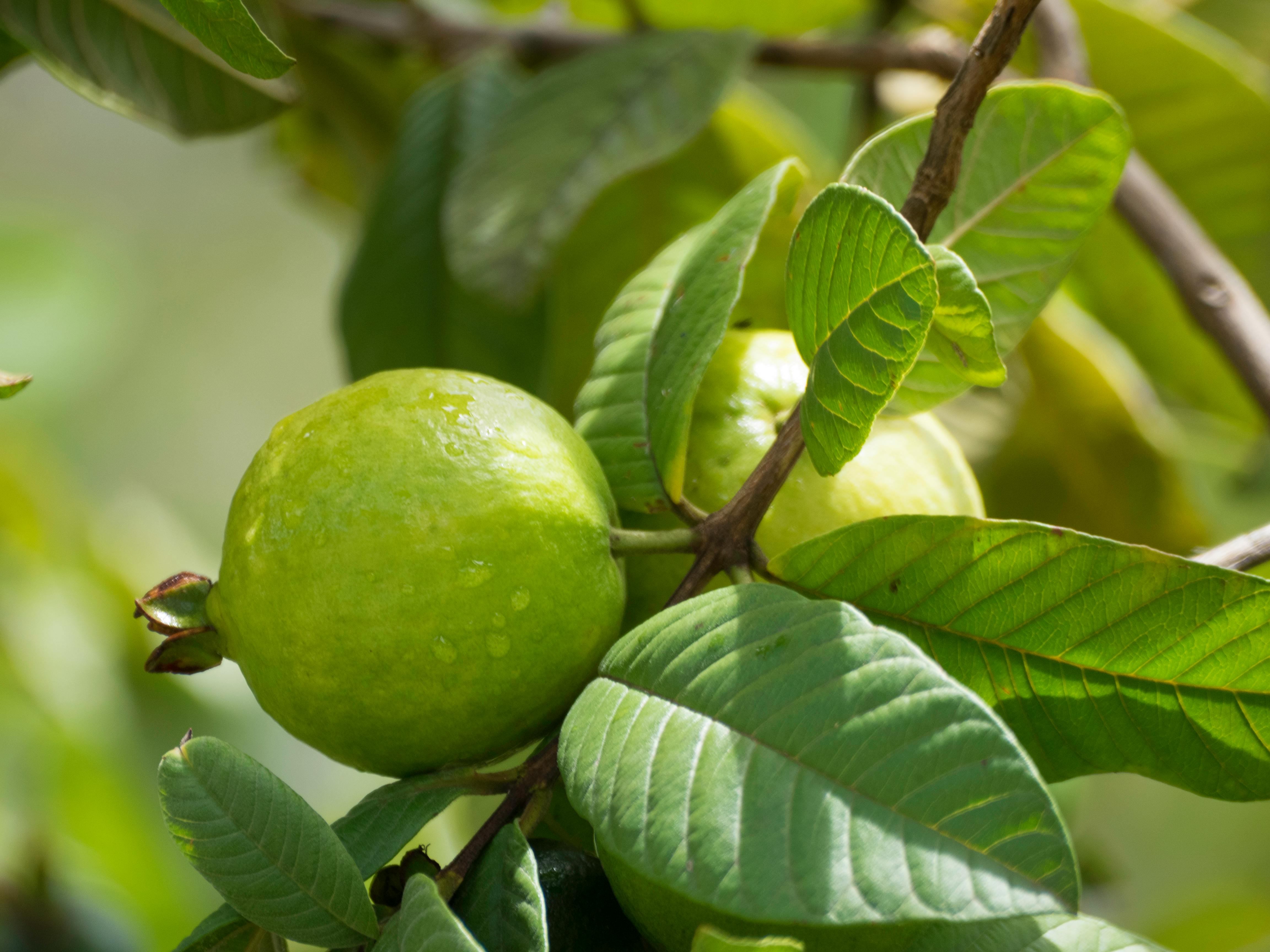 Foto Stok Gratis Tentang Buah Tropis Jambu Biji