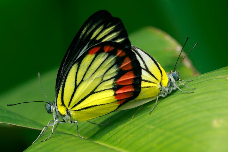 Painted Jezebel Butterflies Perching On Green Leaf 