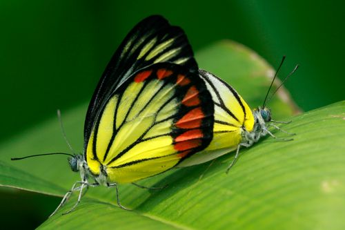 Free Vivid painted jezebel butterflies resting on lush green leaves in a natural setting. Stock Photo