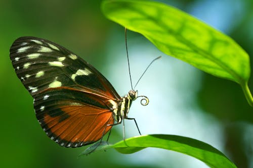 Free Macro Shot of an Ismenius Tiger Butterfly Stock Photo