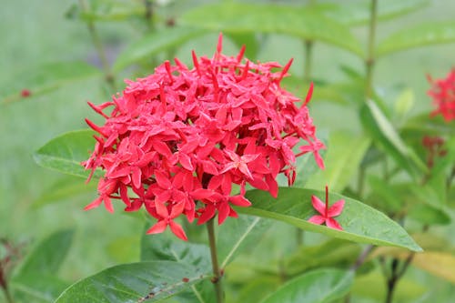 Close-up of a Red Flower 