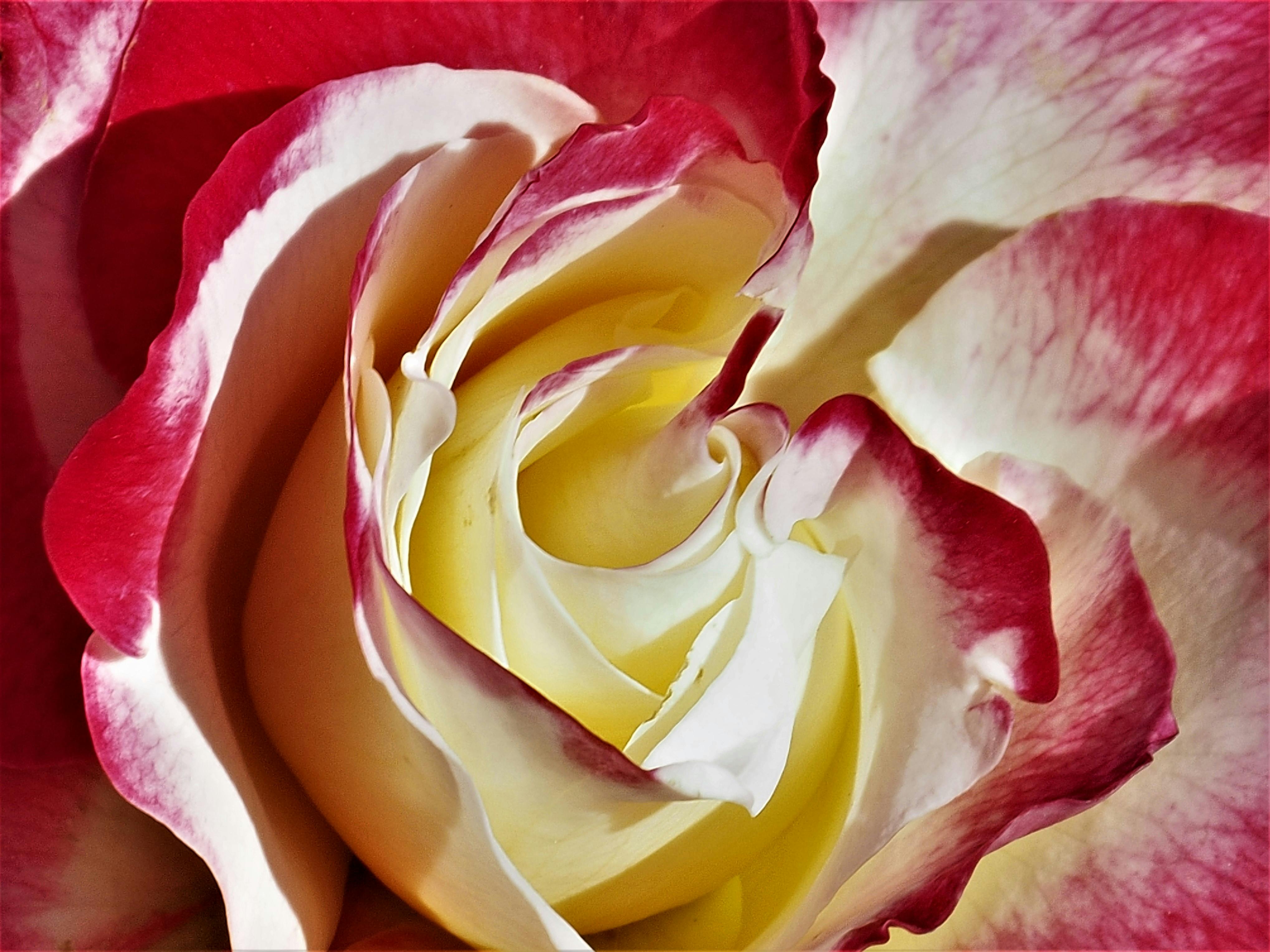 Free stock photo of beautiful flowers, double delight, rose