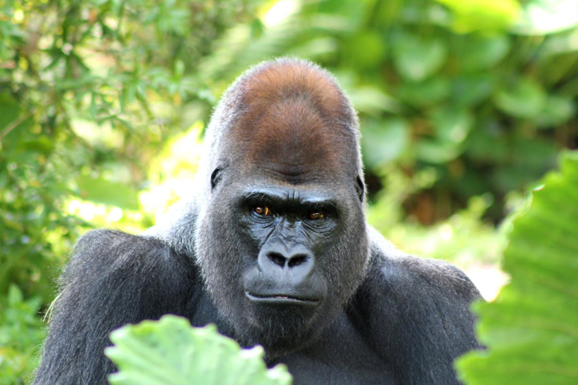 Gôndolas atracadas num canal estreito em Veneza