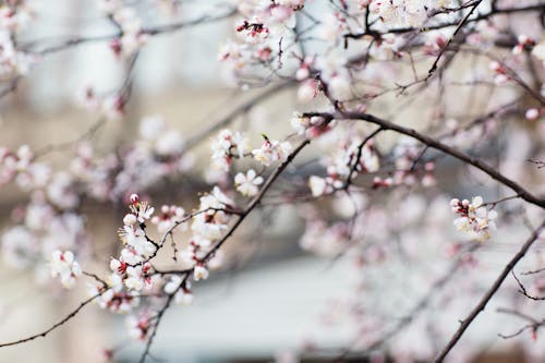 Gratuit Imagine de stoc gratuită din a închide, floare de cireș, floră Fotografie de stoc