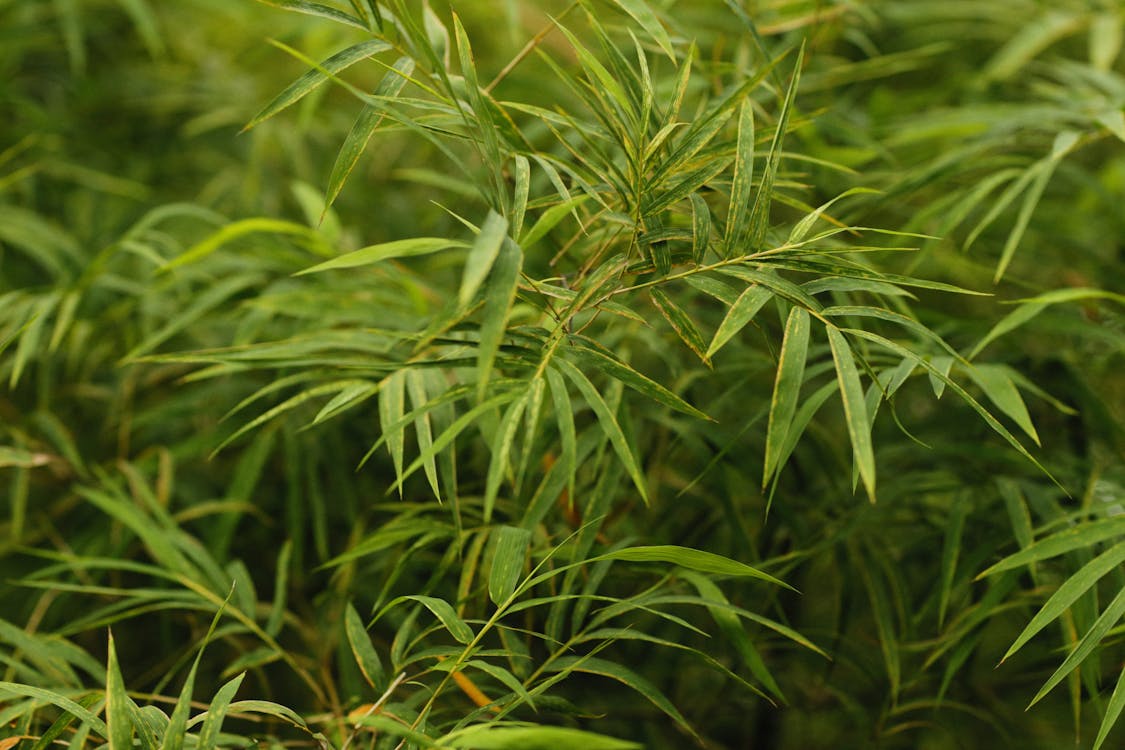 Close-Up Shot of Green Leaves