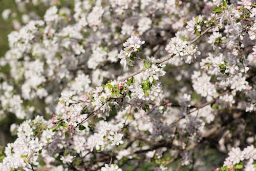 бесплатная Бесплатное стоковое фото с весна, сезон, флора Стоковое фото