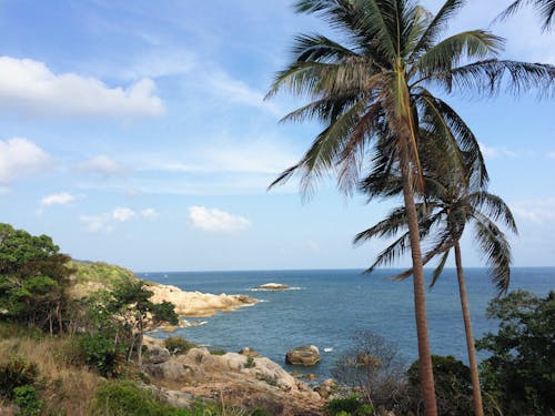 Free Photograph of Palm Trees Near the Sea Stock Photo