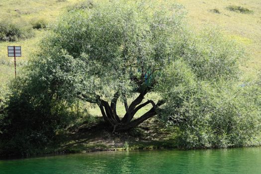 A lush tree with sprawling branches by a serene lake under the summer sun, capturing nature's tranquility.