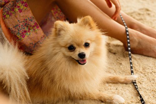 Free Cute Pomeranian dog on a sandy beach enjoying a sunny day with its owner. Stock Photo