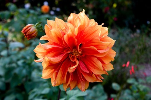 Close-up of a vibrant orange dahlia flower in full bloom surrounded by lush greenery.