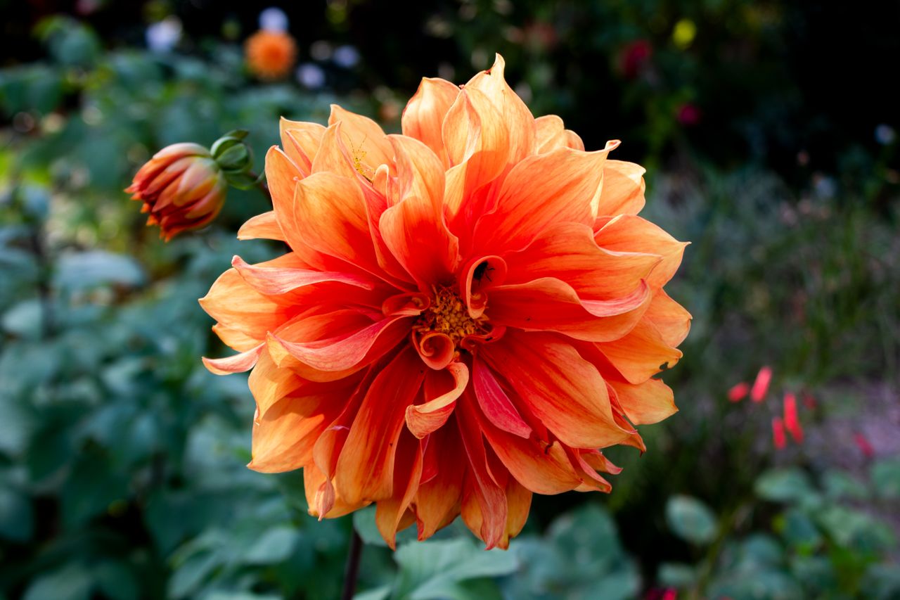 close up of a vibrant orange dahlia flower in full bloom surrounded by