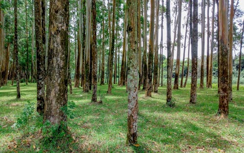 Foto profissional grátis de amal r idukki, árvore yukal, árvores