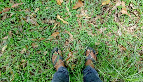Immagine gratuita di amal r idukki, foglie secche, gambe