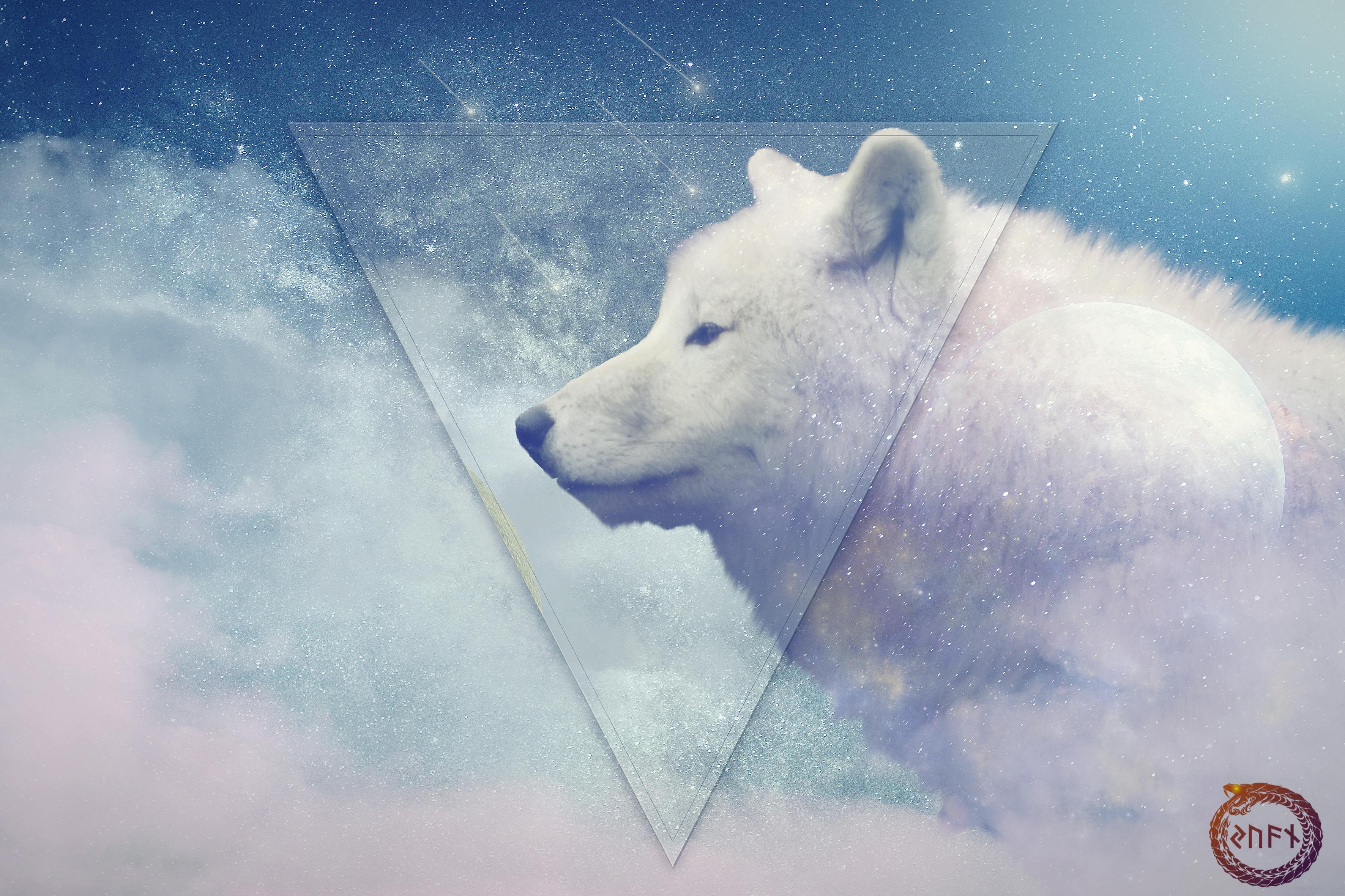 Free stock photo of animal, galaxy, HD wallpaper