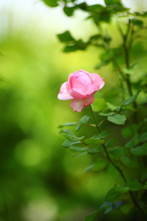 Free A delicate pink rose in full bloom amidst vibrant green foliage, captured in natural light. Stock Photo