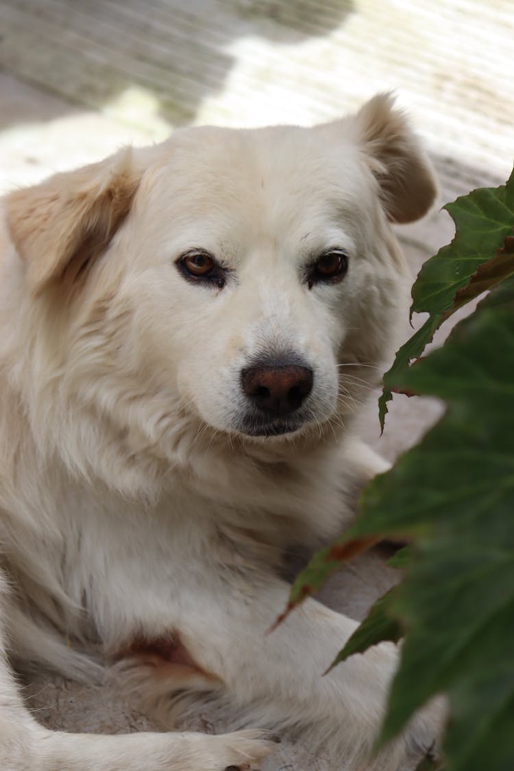 Close-up Photo Of Cute Pyrenees