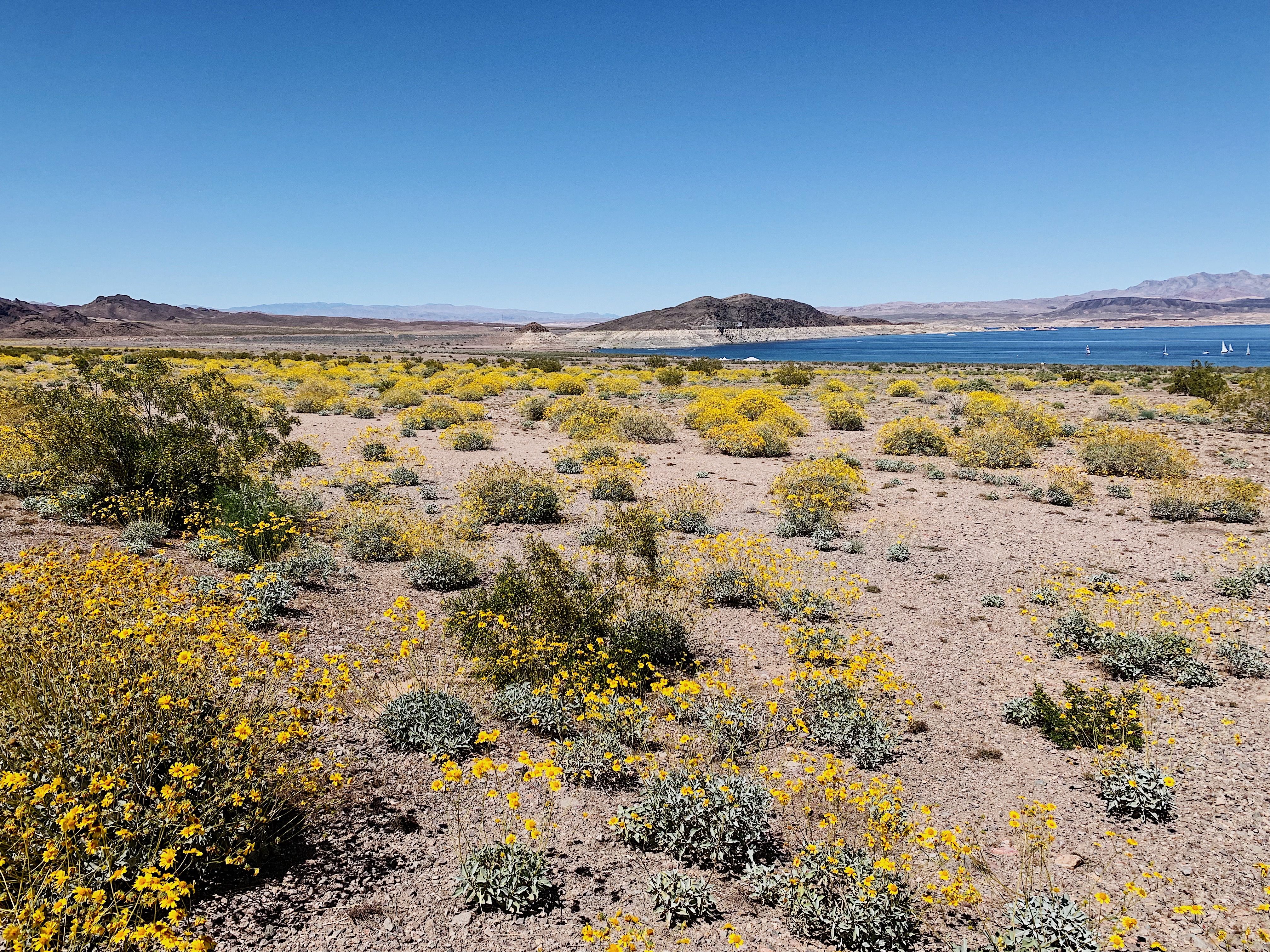 Desert landscape with spring wildflowers, shrubs, distant mountains and blue lake