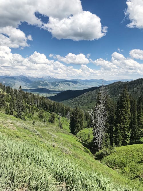 Trees in the Mountains Under Clouds in the Sky