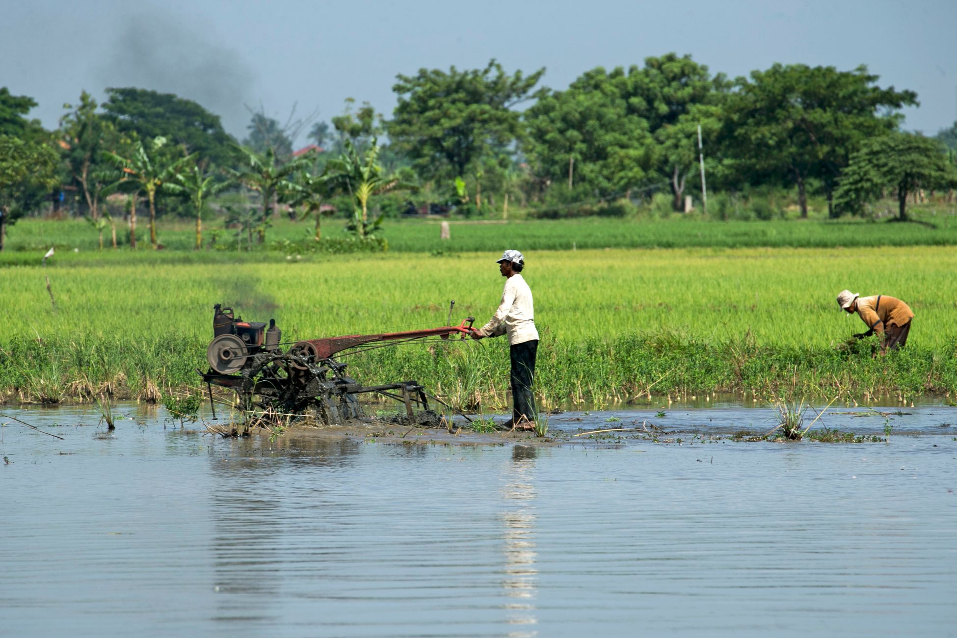 Two farmers working in a lush green rice field with a tractor in rural setting.