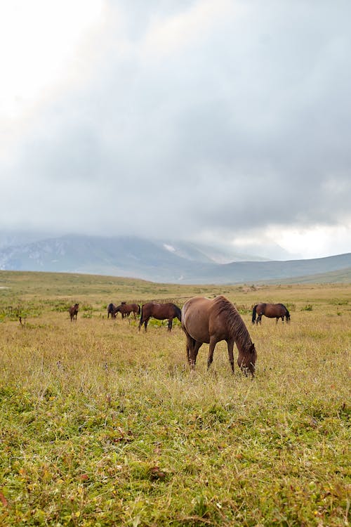 Horses Eating on a Grassland