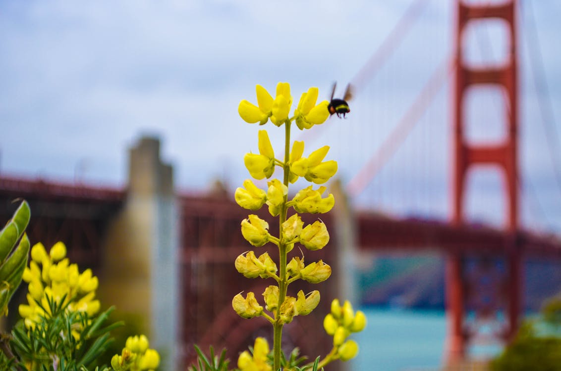 Ingyenes stockfotó anyatermészet, Golden Gate híd, gyönyörű virágok témában