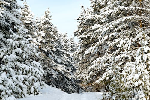 Immagine gratuita di alberi, ambiente, coperto di neve