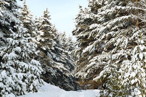 Free A tranquil snow-covered path through a dense winter forest in Russia. Stock Photo