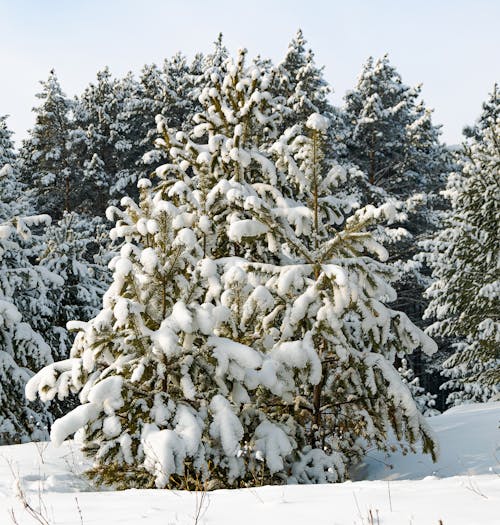 Evergreen Branches Covered In Snow Stock Photo - Download Image