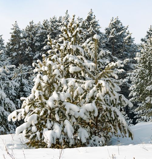 Free Serene winter scene with snow-covered pine trees in a tranquil forest setting. Stock Photo