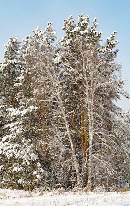 Snow Covered Trees Under the Blue Sky 