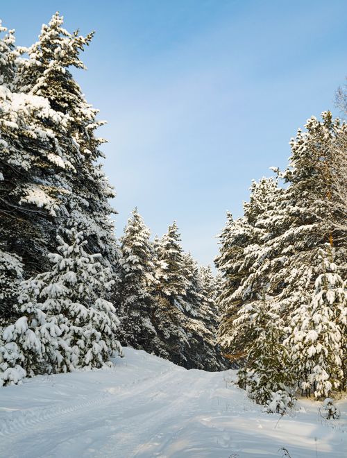 Free A serene winter landscape with snow-covered pine trees. Stock Photo