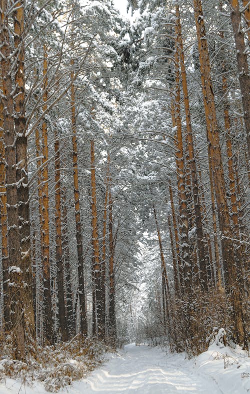Pathway in the Middle of the Trees in a Snowy Forest