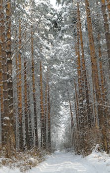 Serene winter landscape featuring a snow-covered forest pathway flanked by tall trees.
